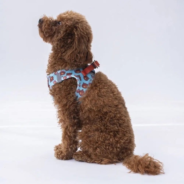 Pawstar Köpek Göğüs Tasması Bears Desenli S
