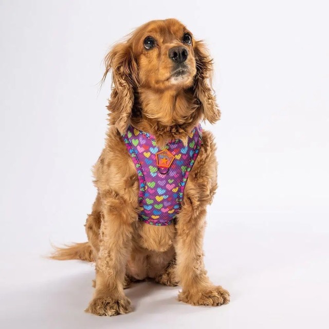 Pawstar Köpek Göğüs Tasması Hearts Desenli M