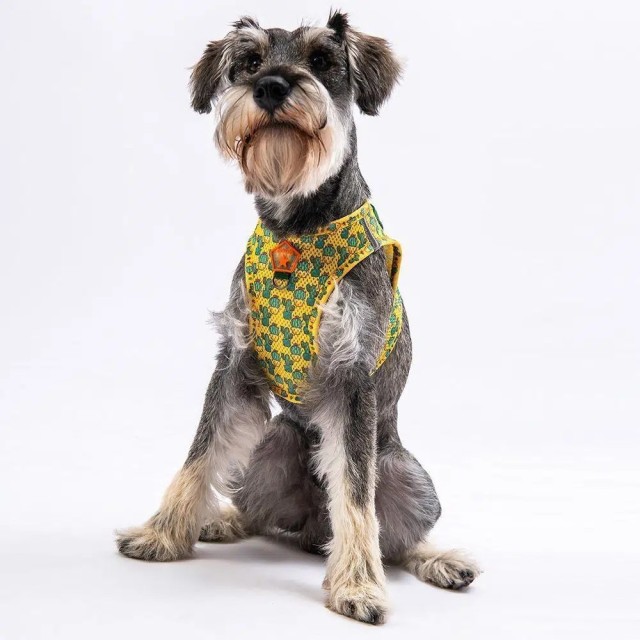 Pawstar Köpek Göğüs Tasması Kaktüs Desenli M