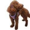 Pawstar Köpek Göğüs Tasması Lila S
