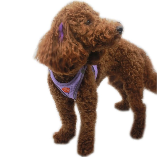 Pawstar Köpek Göğüs Tasması Lila S