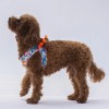 Pawstar Köpek Göğüs Tasması Puzzle Desenli S