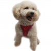 Pawstar Köpek Göğüs Tasması S Fuşya