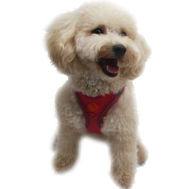 Pawstar Köpek Göğüs Tasması S Fuşya