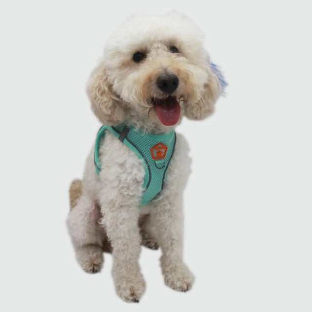 Pawstar Köpek Göğüs Tasması Yeşil S