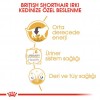 Royal Canin British Shorthair Adult Gravy Pounch Kedi Yaş Maması 85 Gr