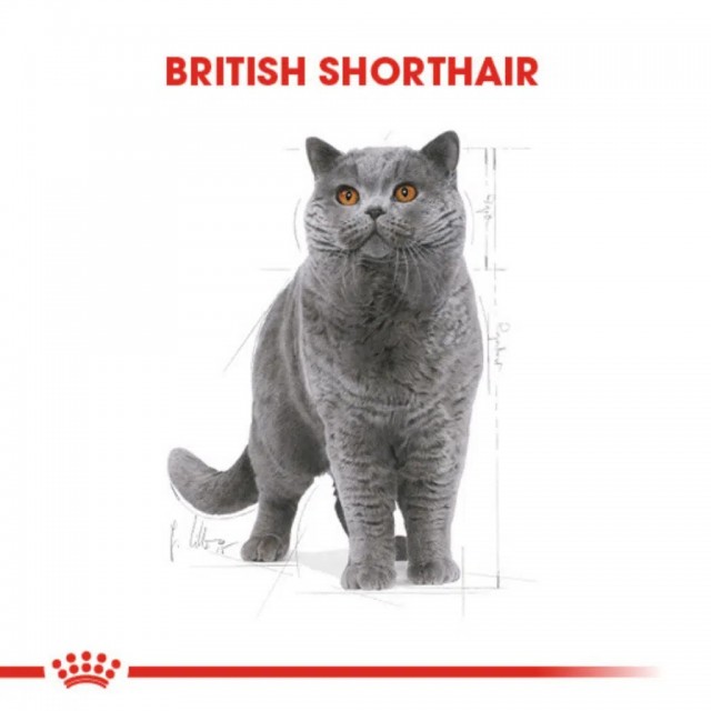 Royal Canin British Shorthair Adult Gravy Pounch Kedi Yaş Maması 85 Gr