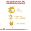 Royal Canin British Shorthair Adult Yetişkin Kedi Maması 10kg