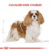 Royal Canin Cavalier King Charles Adult Yetişkin Köpek Maması 3 Kg