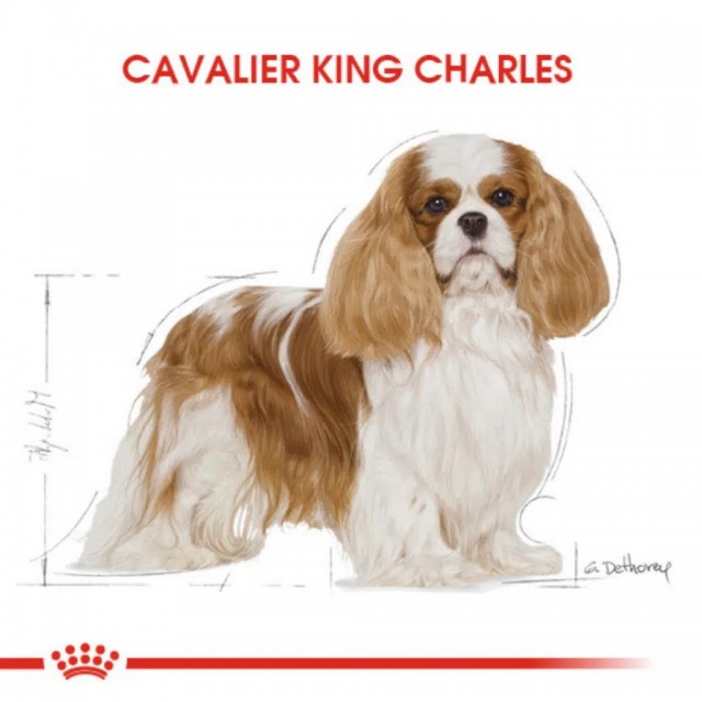 Royal Canin Cavalier King Charles Adult Yetişkin Köpek Maması 3 Kg