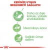 Royal Canin Digestive Sensitive Gravy Pouch Kedi Yaş Maması 85 Gr
