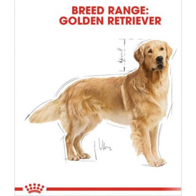Royal Canin Golden Retriever Yetişkin Köpek Maması 12kg