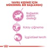Royal Canin Kitten Jelly Yavru Kedi Konservesi 85gr (12 Adet)