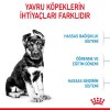 Royal Canin Maxi Puppy Büyük Irk Yavru Köpek Maması 15 Kg