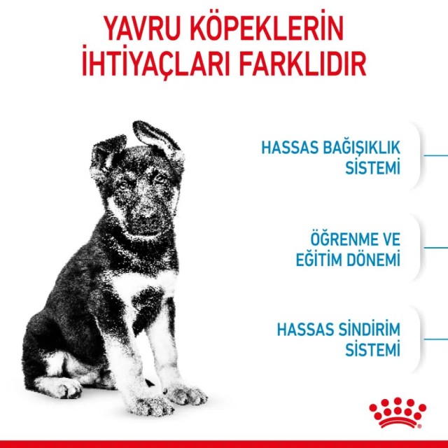 Royal Canin Maxi Puppy Büyük Irk Yavru Köpek Maması 15 Kg