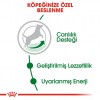 Royal Canin Mini Adult 8+ Yaşlı Köpek Maması 2 Kg