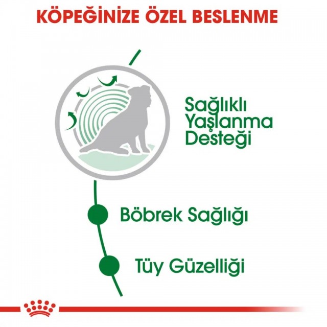 Royal Canin Mini Ageing 12+ Gravy Pouch Yaşlı Köpek Yaş Maması 85 Gr