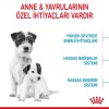Royal Canin Mini Starter Mother & Babydog Yavru Köpek Maması 4 Kg