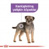 Royal Canin Mini Sterilised Kısırlaştırılmış Yetişkin Köpek Maması 3 Kg