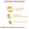 Royal Canin Poodle Adult Gravy Pouch Köpek Yaş Maması 85 Gr