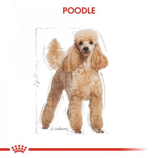 Royal Canin Poodle Adult Gravy Pouch Köpek Yaş Maması 85 Gr