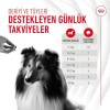 Royal Canin Deri ve Tüy Sağlığı Destekleyici Köpek Ödülü 240gr