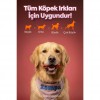 Zampa Kemik Şeklinde Dana Etli Köpek Ödülü 75 Gr